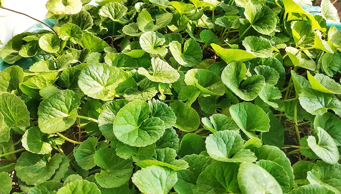 Mandukaparni (Centella asiatica) in pediatric brain development and cognitive health